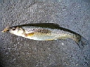 2006-05-28 004.JPG